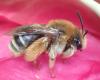 Eucera sp.